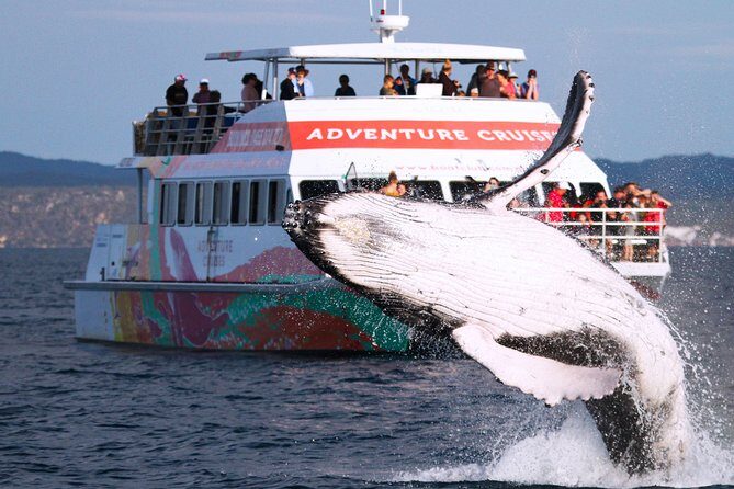 World class Whale Watching from Hervey Bay - Why This Tour Really Shines