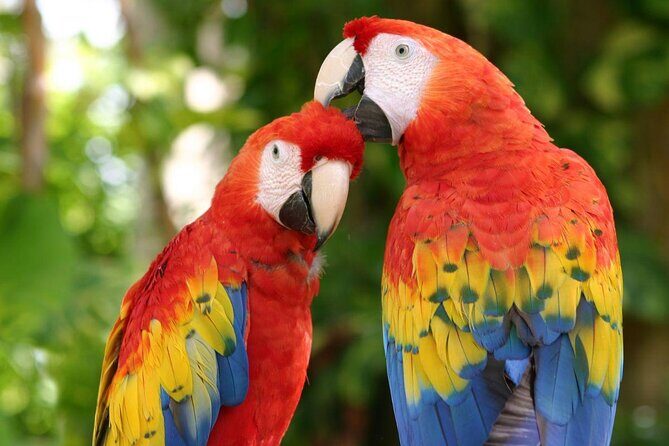 Xcaret 4-Cenotes-Guided Tour- Snacks, Lunch and Drinks included - Who Would Love This Tour?