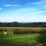 Yarra Valley: Bus Wine Tour with Lunch and a Glass of Wine - Exploring the Tour in Detail