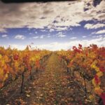 Yarra Valley: Winery Tour with Lunch at Yering Station - Who Should Consider This Tour?