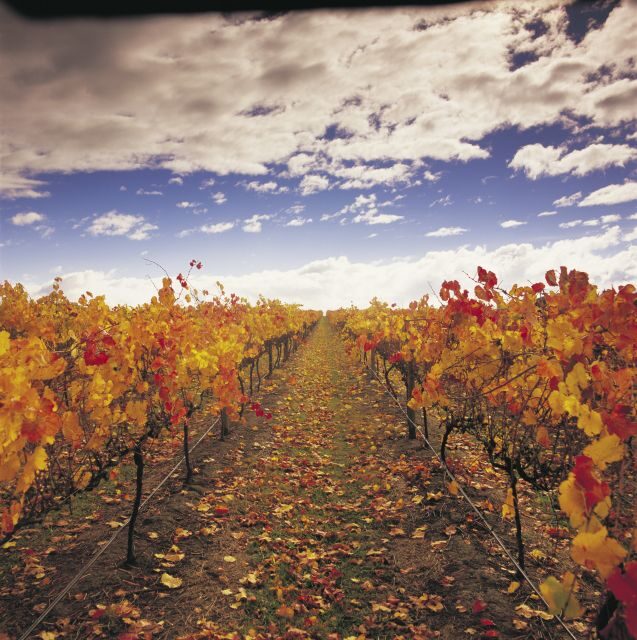 Yarra Valley: Winery Tour with Lunch at Yering Station - Who Should Consider This Tour?