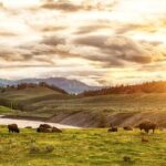 Yellowstone National Park Tour from Jackson Hole - Diving Into the Details: What Makes This Tour Stand Out
