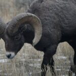 Yellowstone Park Private Day Trip from Big Sky - Full or Half Day - Final Thoughts