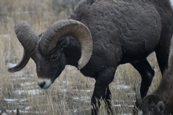 Yellowstone Park Private Day Trip from Big Sky - Full or Half Day - Final Thoughts