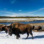 Yellowstone Private Full Day Tour - Practicalities and Considerations