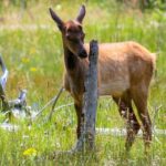 Yellowstone Private Upper Loop Tour with Lunch - The Bottom Line