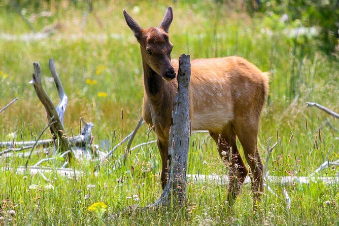 Yellowstone Private Upper Loop Tour with Lunch - The Bottom Line