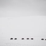 Yellowstone Snowshoe Safari from Bozeman - Private Tour - Frequently Asked Questions