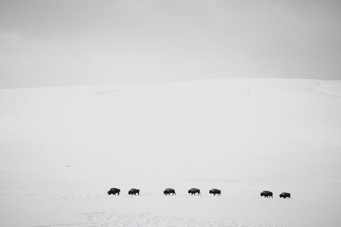 Yellowstone Snowshoe Safari from Bozeman - Private Tour - Frequently Asked Questions