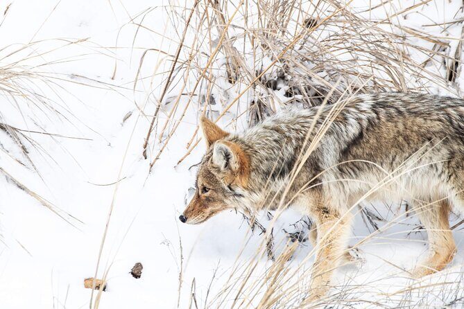 Yellowstone Winter Day Adventure - A Detailed Look at the Yellowstone Winter Day Adventure