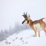 Yellowstone Winter Wildlife Safari from Bozeman - The Pros and Cons