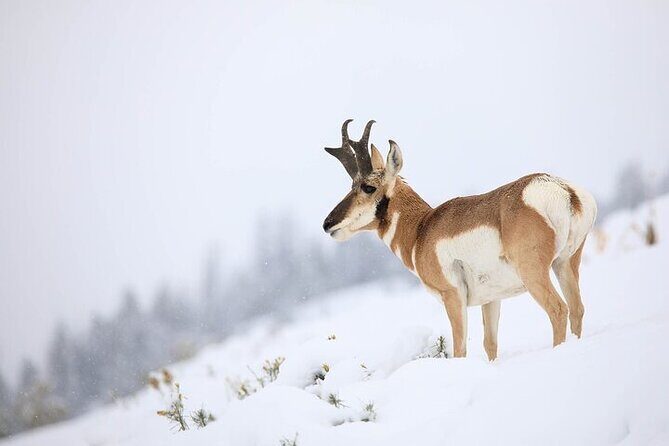 Yellowstone Winter Wildlife Safari from Bozeman - The Pros and Cons