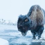 Yellowstone Winter Wildlife Safari From Gardiner - The Sum Up