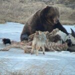 Yellowstone Winter Wildlife with Snowshoeing VIP Experience - Exploring the Yellowstone Winter Wildlife with Snowshoeing VIP Experience
