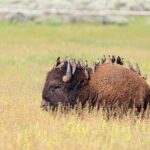 Yellowstone's Lamar Valley Wildlife Safari from Paradise Valley - Practicalities and Value