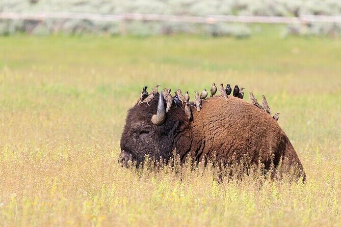 Yellowstone's Lamar Valley Wildlife Safari from Paradise Valley - Practicalities and Value