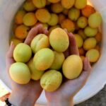 Yerevan: Khor Virap, Garni, Geghard, Echmiadzin, & Zvartnots - Frequently Asked Questions