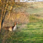Yoga & Forest Bathing Day Retreat - Authentic Reviews & What Guests Say