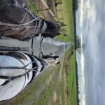 York: Horse Drawn Carriage ride & Cream Tea - Breakdown of the Itinerary