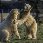 Yorkshire Wildlife Park: Entry Ticket - The Sum Up: Who Will Appreciate Yorkshire Wildlife Park?