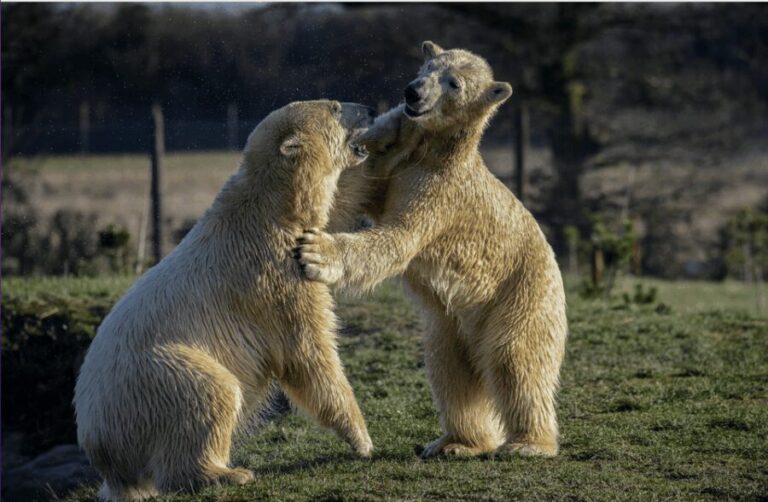 Yorkshire Wildlife Park: Entry Ticket - The Sum Up: Who Will Appreciate Yorkshire Wildlife Park?
