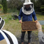 Zafferana Etnea:Honey extraction workshop and honey tasting - A Closer Look at the Honey Workshop and Tasting Experience