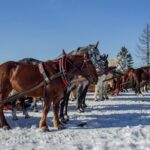 Zakopane Horse-Drawn Rides with Local Guide and Food Tasting - The Sum Up