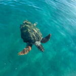 Zakynthos: Laganas, Keri, & Marathonisi Turtle Spotting Tour - Practical Details and Tips