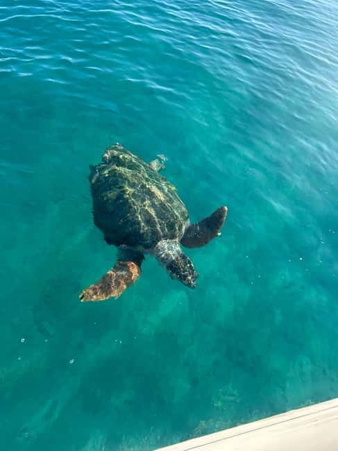 Zakynthos: Laganas, Keri, & Marathonisi Turtle Spotting Tour - Practical Details and Tips