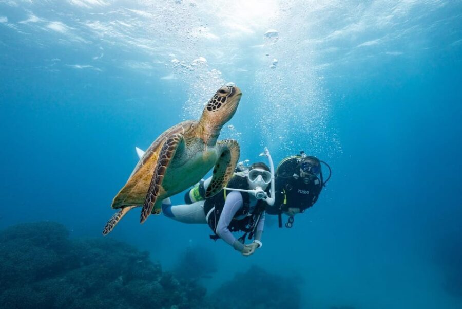 Zakynthos: Scuba Diving Experience with Underwater Photos - A Practical Look at the Zakynthos Scuba Experience