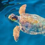 Zakynthos: Turtle Island & Keri Caves Glass-Bottom Boat Tour - Why This Tour is Worth Considering