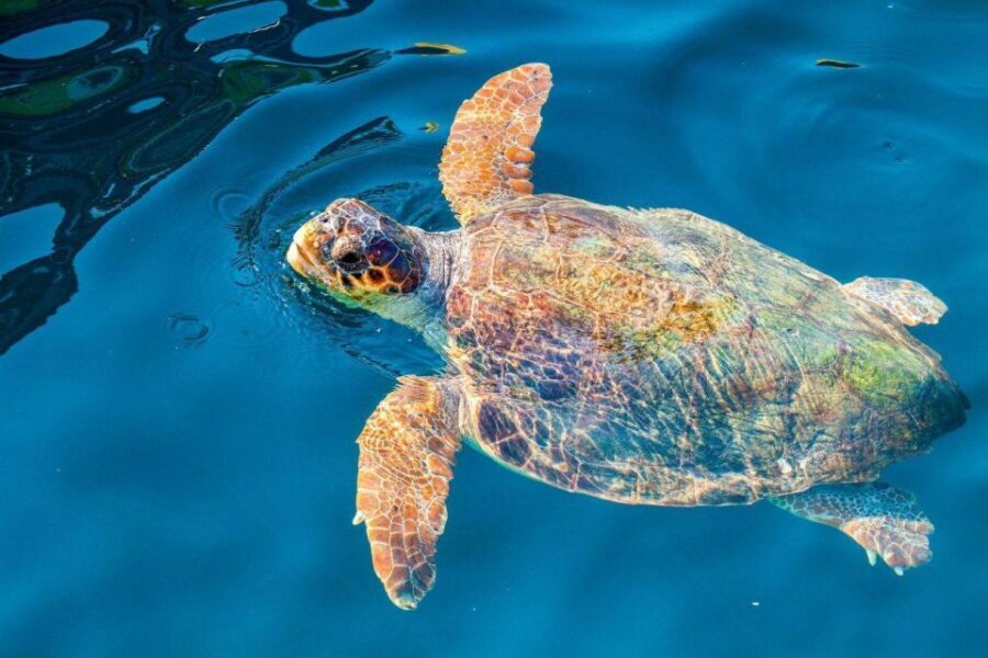 Zakynthos: Turtle Island & Keri Caves Glass-Bottom Boat Tour - Why This Tour is Worth Considering