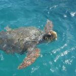 Zakynthos: Turtle Spotting Boat Trip in Laganas Bay - What You Will See and Experience