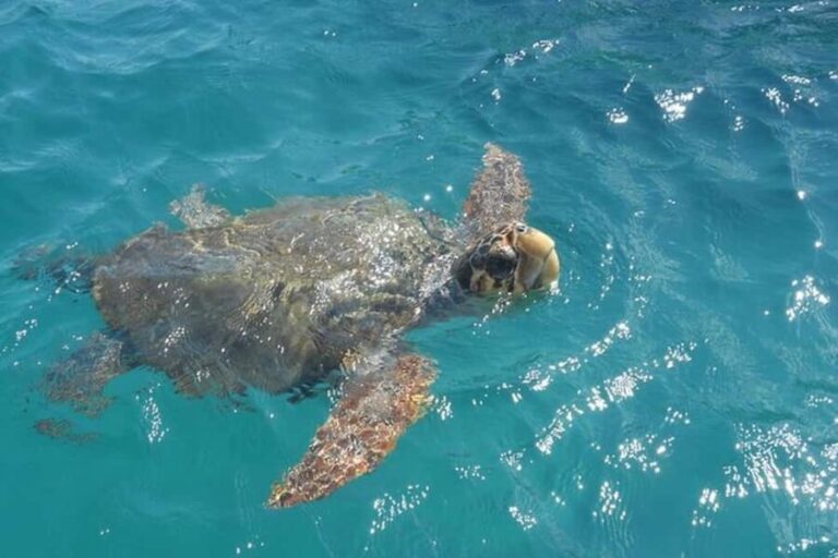 Zakynthos: Turtle Spotting Boat Trip in Laganas Bay - What You Will See and Experience