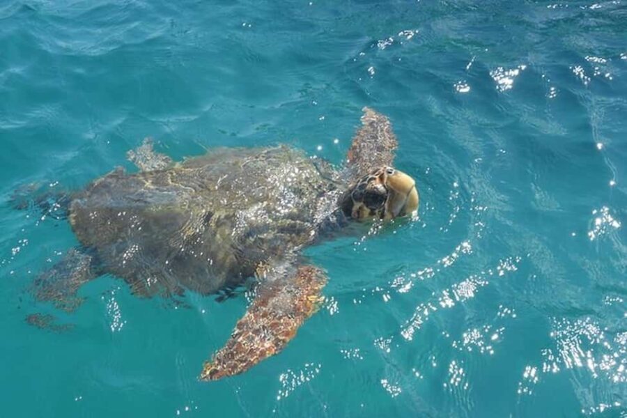 Zakynthos: Turtle Spotting Boat Trip in Laganas Bay - What You Will See and Experience