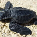 Zakynthos: Turtle Spotting Cruise with Glass-Bottom Boat - FAQ