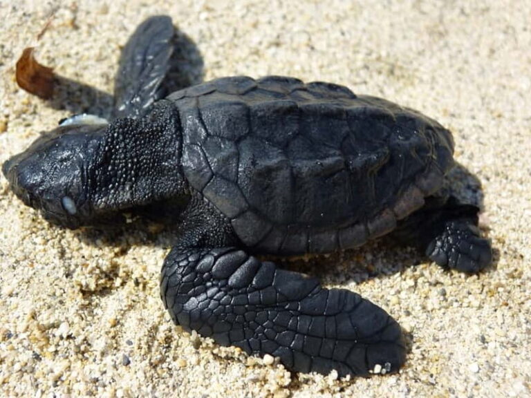 Zakynthos: Turtle Spotting Cruise with Glass-Bottom Boat - FAQ