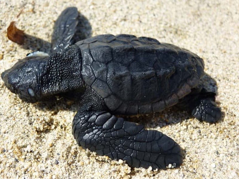 Zakynthos: Turtle Spotting Cruise with Glass-Bottom Boat - FAQ