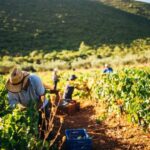 Zakynthos: Vineyard & Winery Tour with Local Winemaker - Who Will Enjoy This Tour?