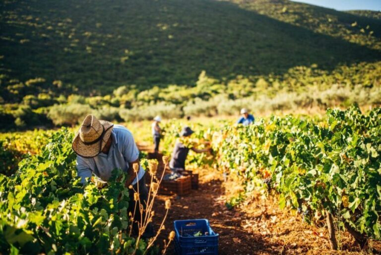 Zakynthos: Vineyard & Winery Tour with Local Winemaker - Who Will Enjoy This Tour?