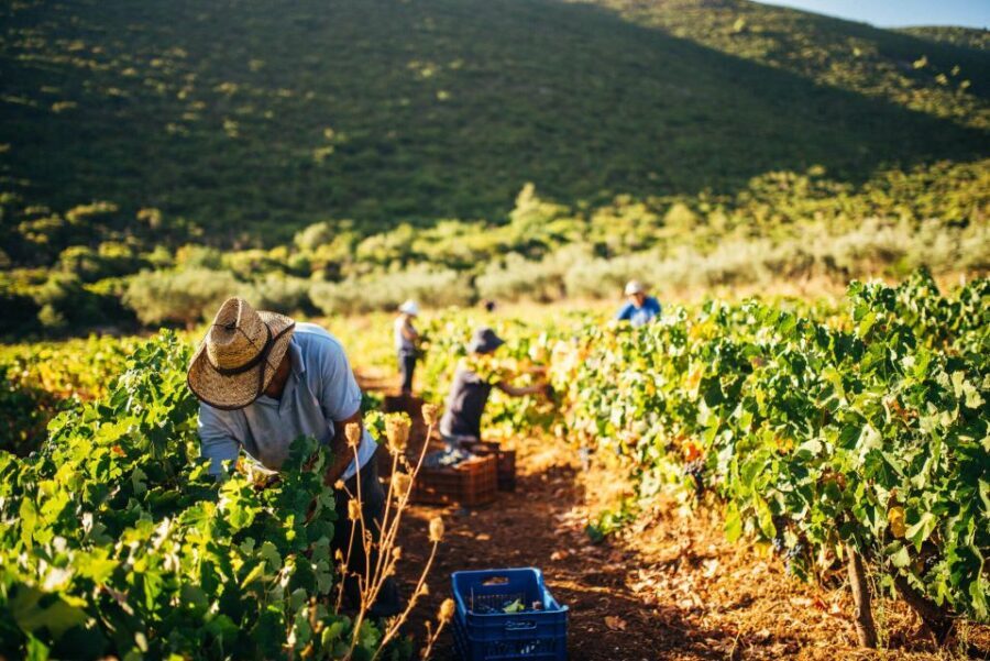 Zakynthos: Vineyard & Winery Tour with Local Winemaker - Who Will Enjoy This Tour?