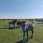 Zasavica Safari Tour - Who Will Love This Tour?