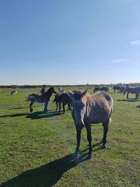 Zasavica Safari Tour - Who Will Love This Tour?