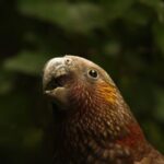Zealandia by Night Tour - Practical Details and Tips
