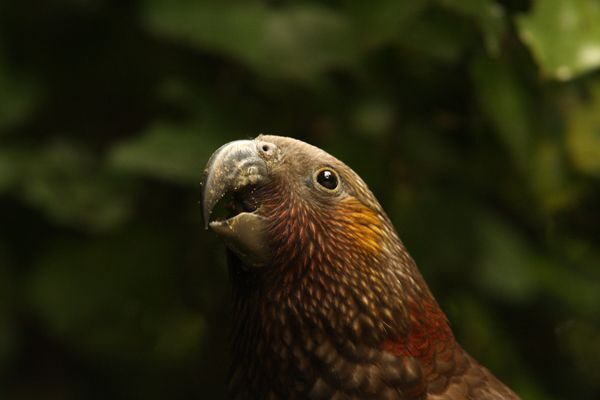 Zealandia by Night Tour - Practical Details and Tips
