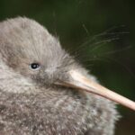 Zealandia Small Group Eco Wildlife Night Tour - The Experience in Detail