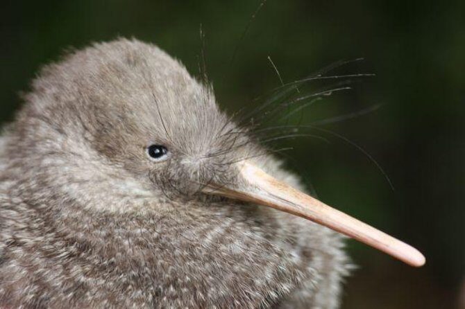 Zealandia Small Group Eco Wildlife Night Tour - The Experience in Detail