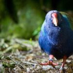 Zealandia Twilight Ecosanctuary Tour - Who Should Consider This Tour?