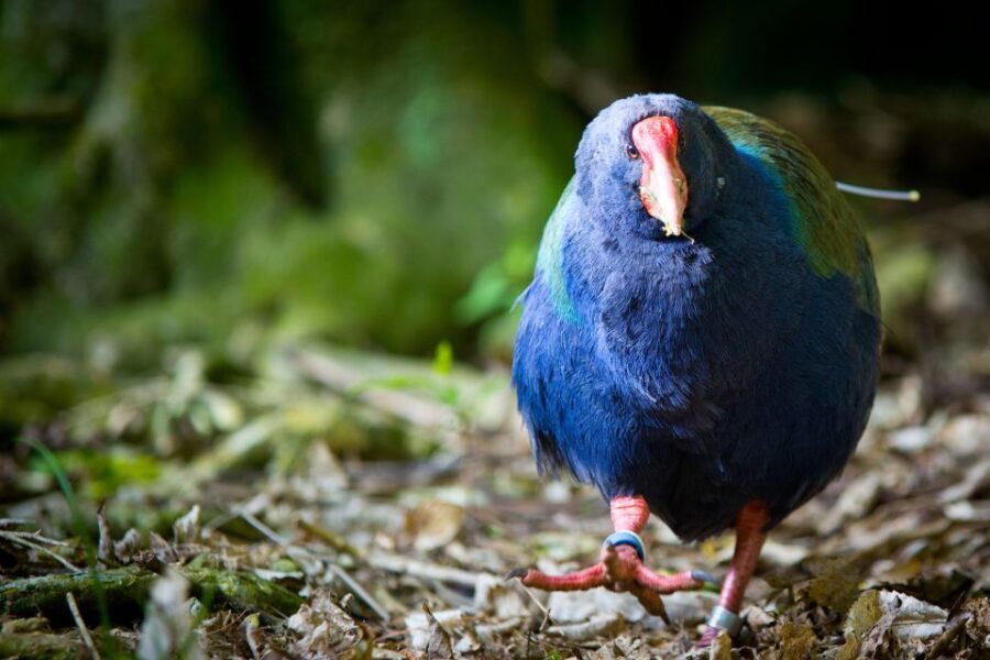 Zealandia Twilight Ecosanctuary Tour - Who Should Consider This Tour?