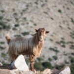 Zeuss Birthplace- Old Villages-Olive Oil Factory- Small Group - FAQ - Your Questions Answered